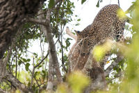 Leopard kill