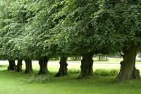 Line of trees, Lyme Park