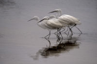 Little Egret on the move