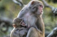 Macaque & young