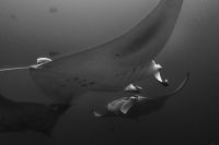 Manta rays, Maldives