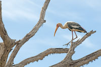 Painted stork