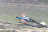 Peacock in flight