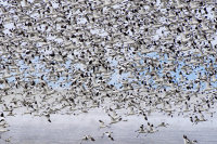 Pied Avocet in flight
