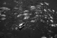 School of jacks, West Papua