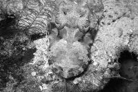 Scorpionfish, South Sulawesi