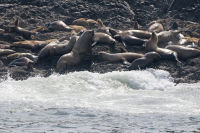 Sea lions of Vancouver Island