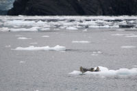 Seals on ice float