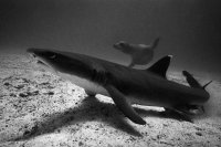 Shark & Sea Lion pup
