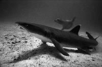 Shark and young sea lion, Galapagos