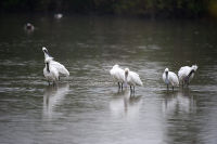 The endangered Black-faced Spoonbill