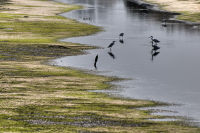 View of the marshlands