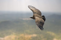 Vulture riding the thermals