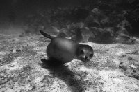 Sea Lion pup