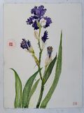 Irises