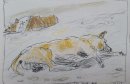 Sea dogs
