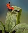 Ladybird ready for flight