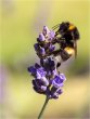 Bee on Lavender
