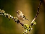 Chaffinch