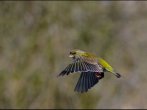 Greenfinch in flight