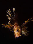 Lionfish at night