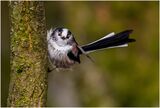 Long Tailed Tit