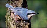 Nuthatch
