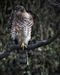 Sparrow hawk