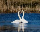 Swans