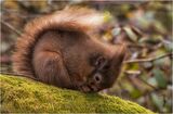 Eskrigg Red Squirrel
