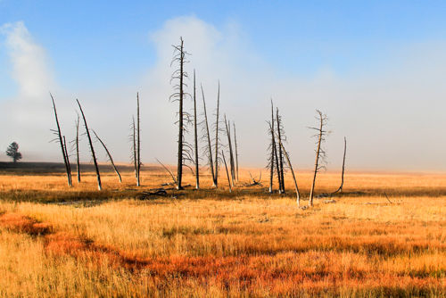 Lodge Pole Pines