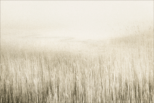 Reeds and mudflats