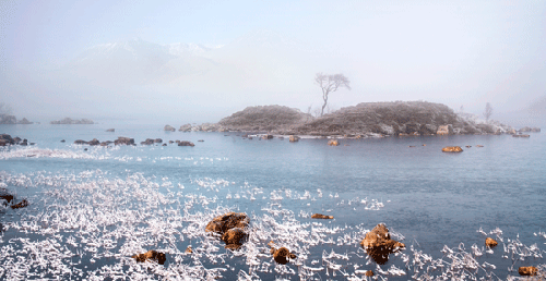 Tree and Mist, Rannoch Moor