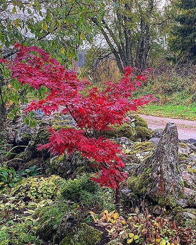 Acer palmatum in red colors