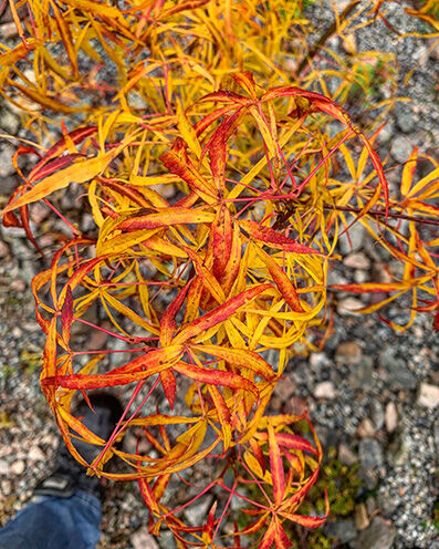 Acer palmatum leafs in autumn colors