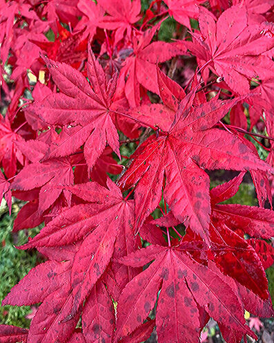 Acer palmatum leafs in autumn colors