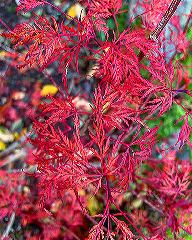 Acer palmatum leafs in autumn colors