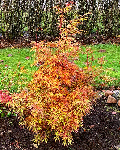 Acer palmatum in autumn colors