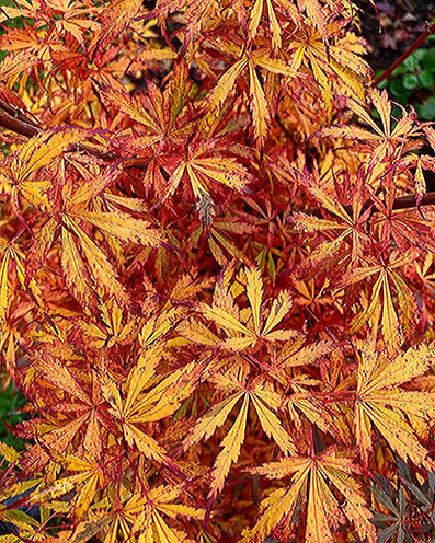 Acer palmatum leafs in autumn colors