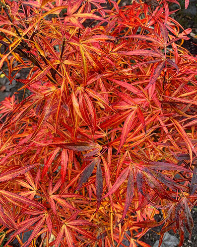 Acer palmatum leafs in autumn colors