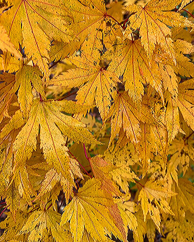 Acer palmatum leafs in autumn colors