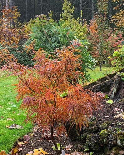 Acer palmatum in autumn colors