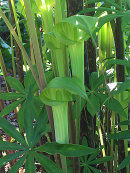ARISAEMA JACQUEMONTII