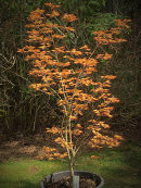 Acer palmatum, Orange dream
