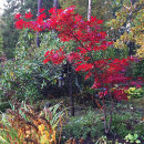 Acer palmatum, Atropurpureum