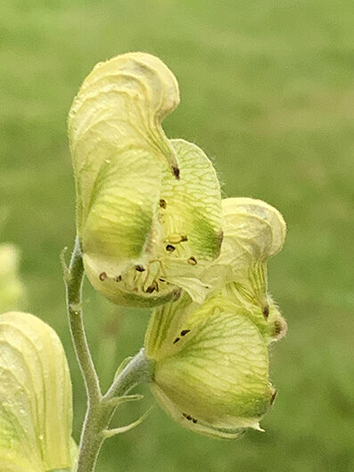 Aconitum anthora