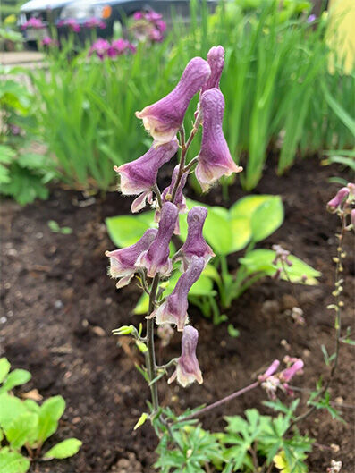 Aconitum hybr. 'Purple Sparrow'