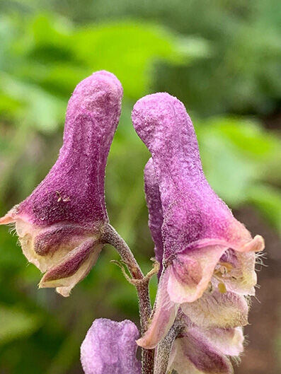 Aconitum hybr. 'Purple Sparrow'