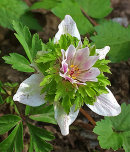 Anemone nemorosa, Lyckebo 1