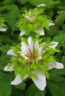 Anemone nemorosa, Lyckebo